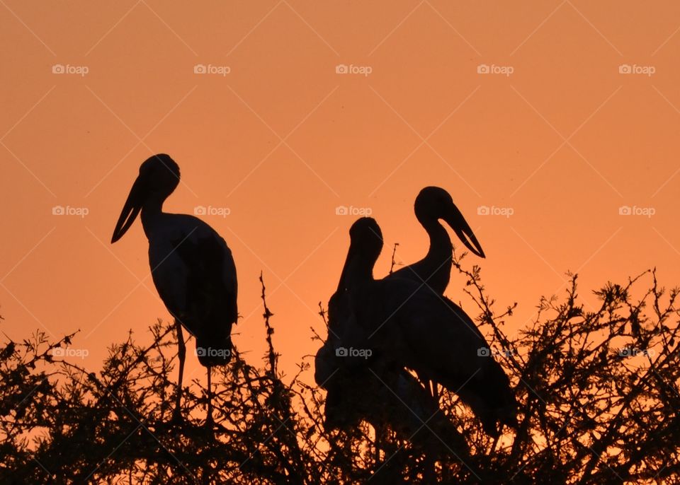 Asian Open billed Stork