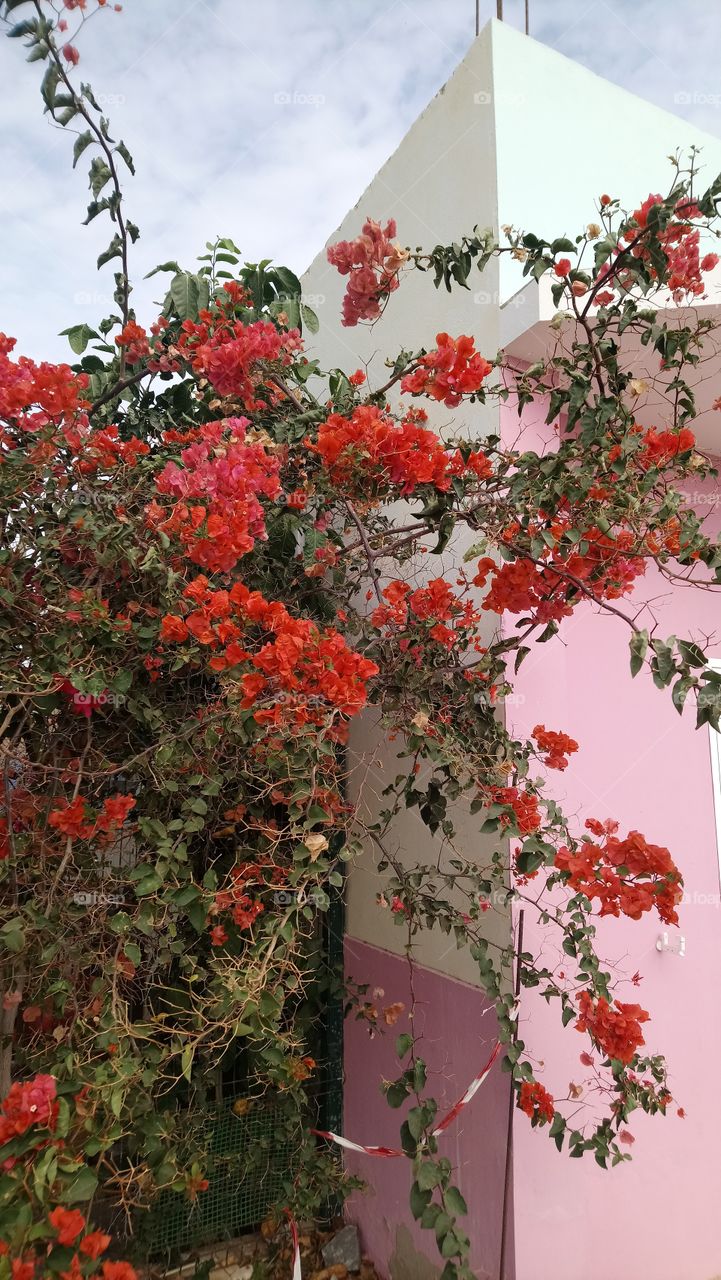 Red flower Bush against pink wall