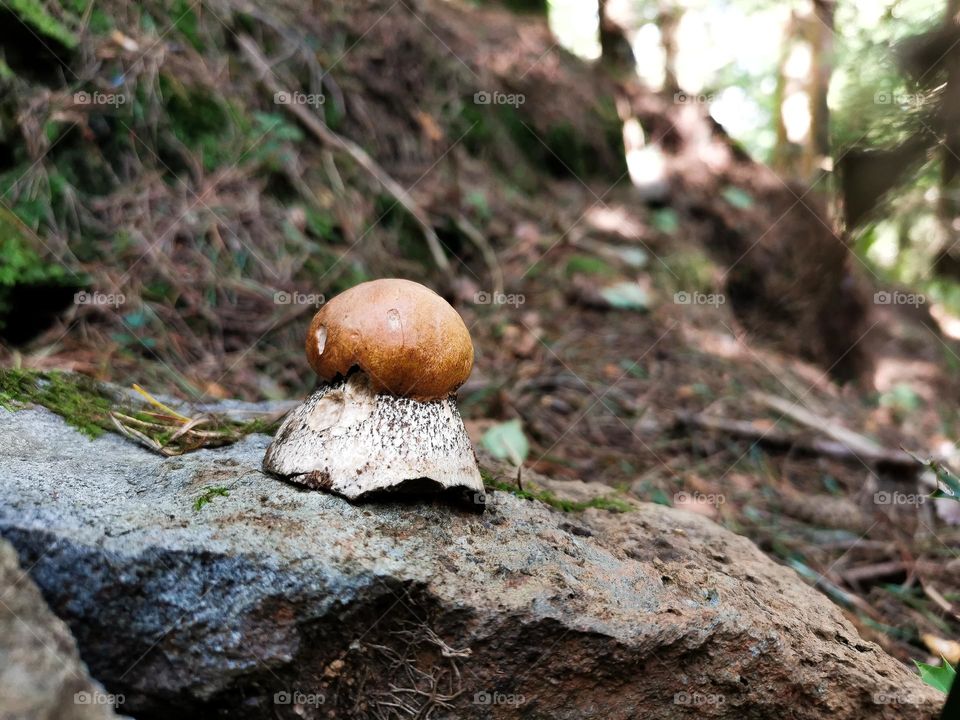 mushroom