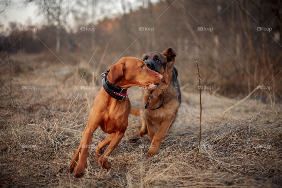 German shepherd young male dog playing with Hungarian vizsla dog outdoor at a spring evening