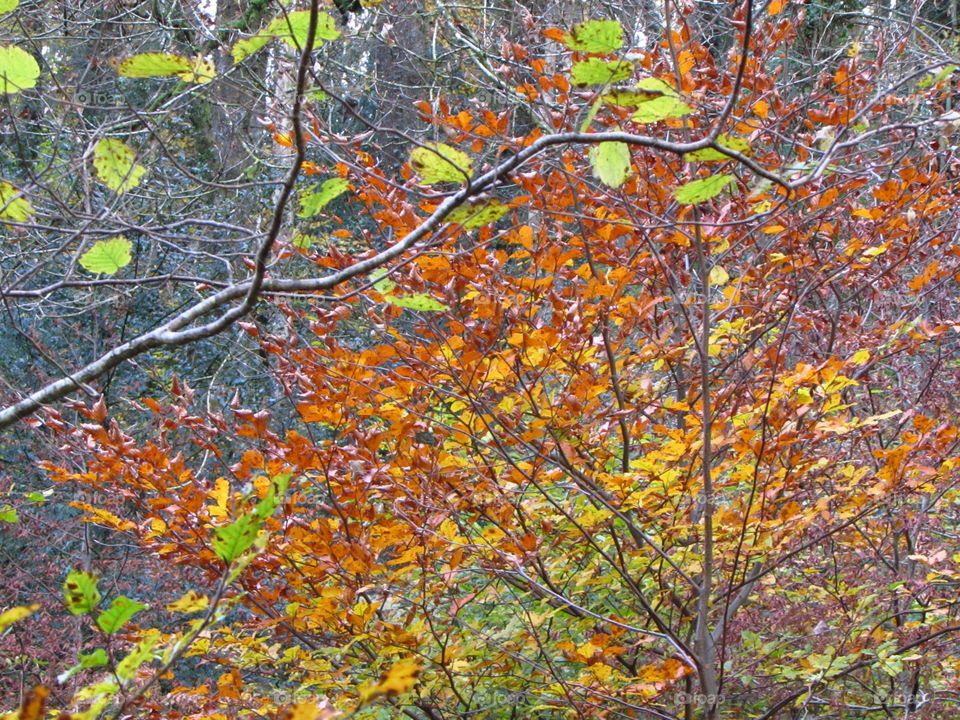 Fall, Leaf, Tree, Season, Nature