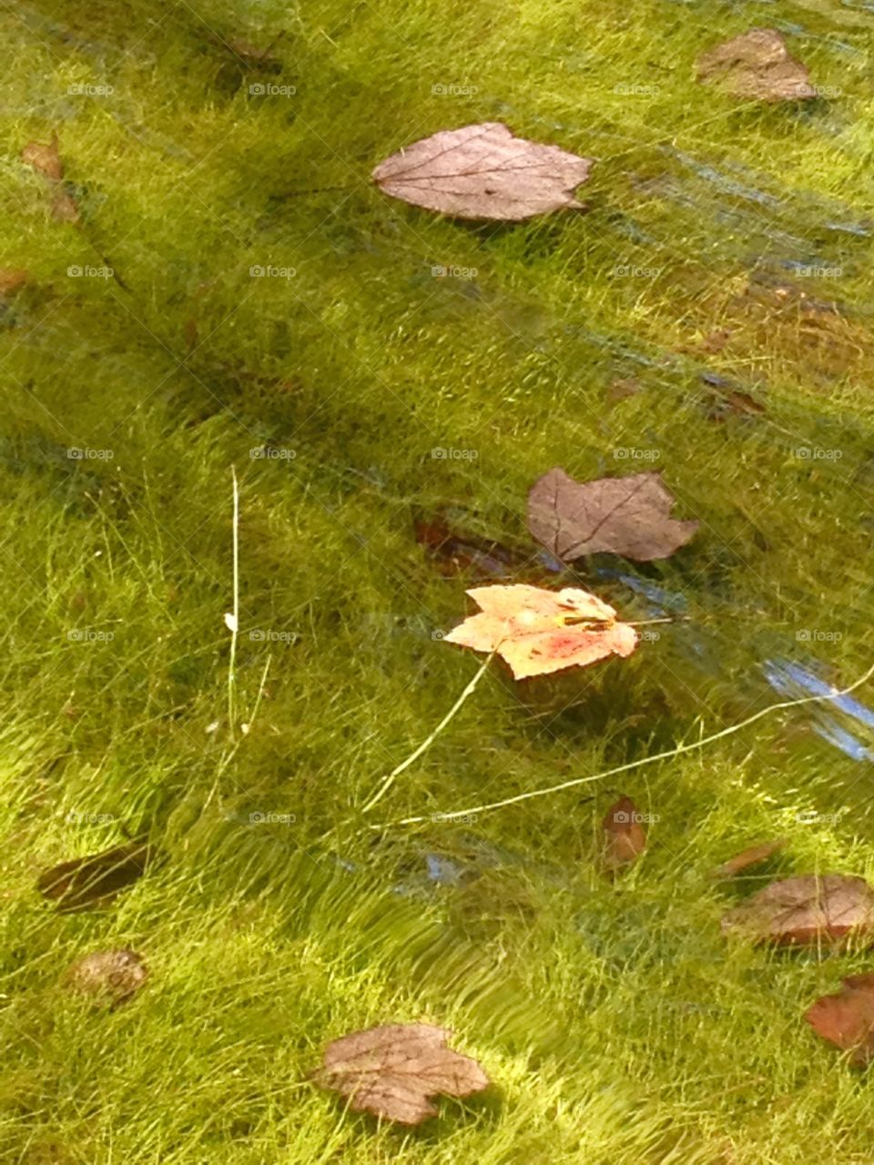 Crystal clear lake water. Seeing the grassy floor of the lake thru crystal clear water 