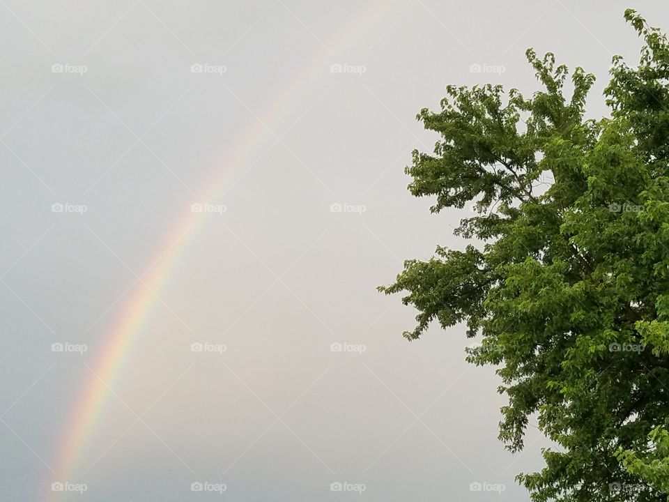 rainbow in the backyard