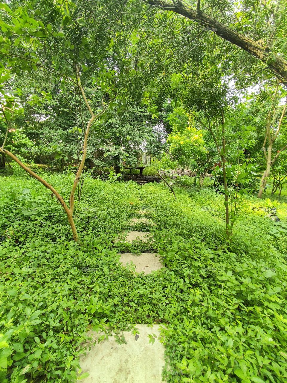 garden view soothes eyes