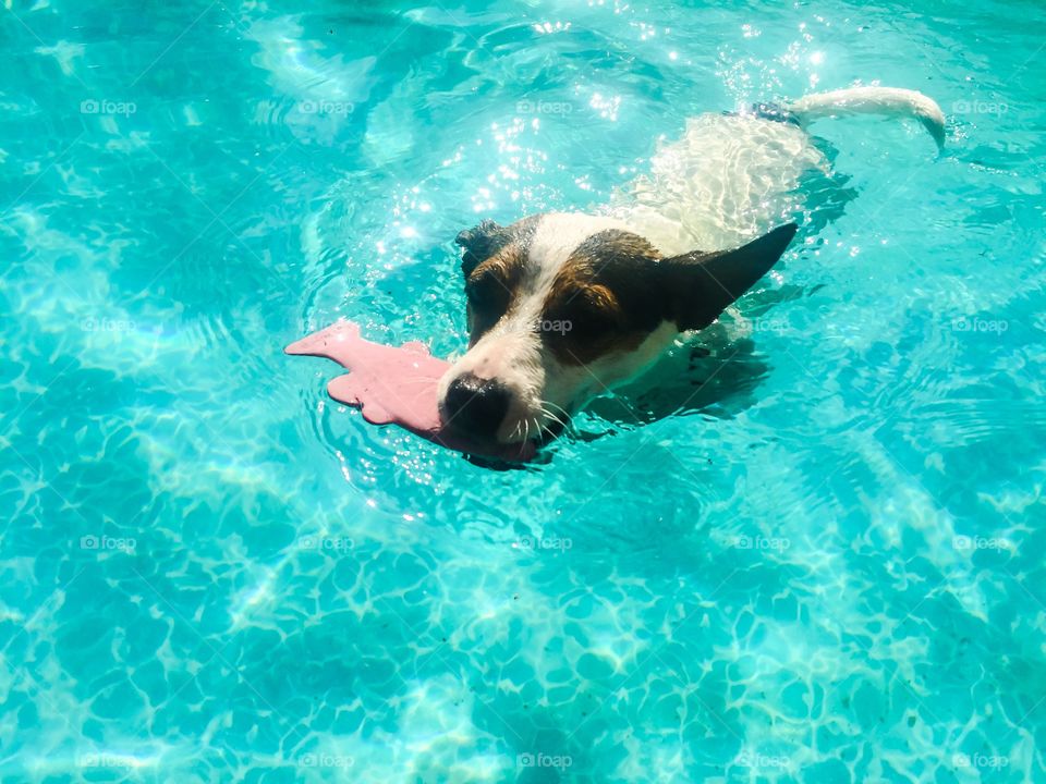 Dog swimming with toy fish in her mouth. 