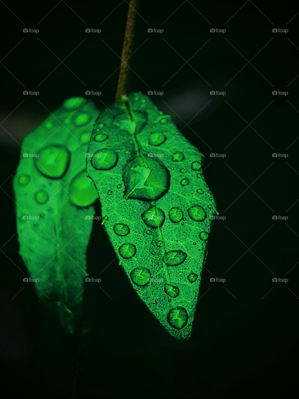 leaves and dew
