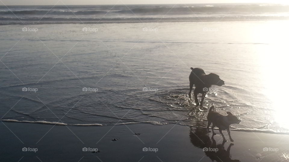 dogs on the beach. san Francisco