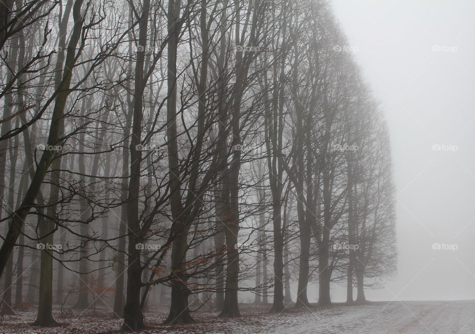Foggy trees in park, malmo, sweden