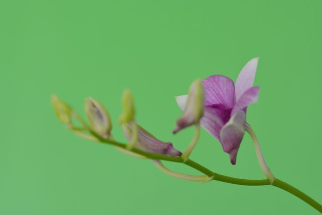 Orchid flower at my house 