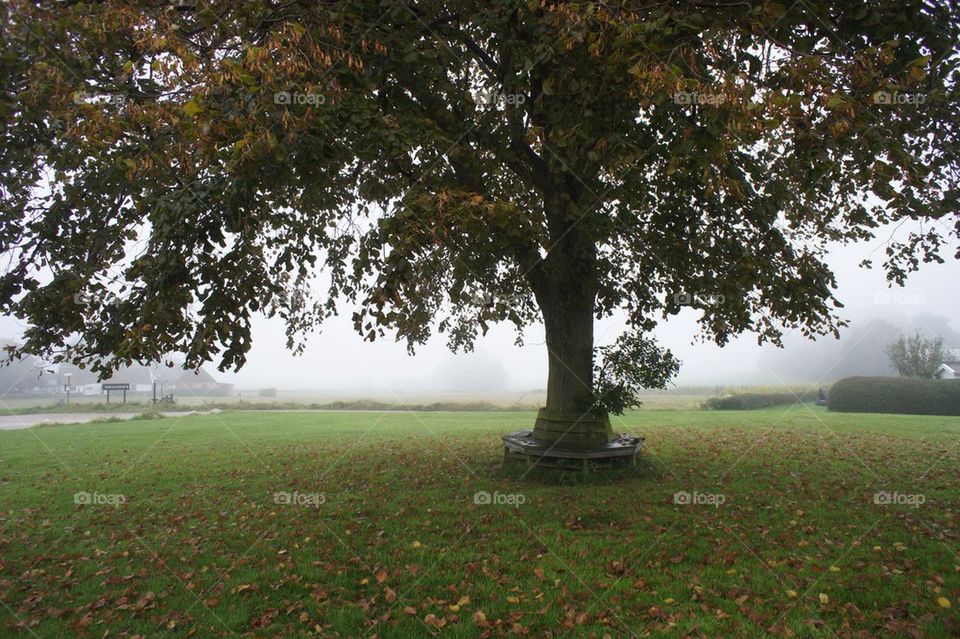 landscape grass trees leaves by maack
