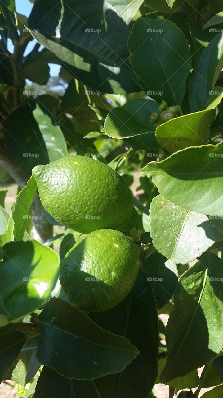 Green lime on tree