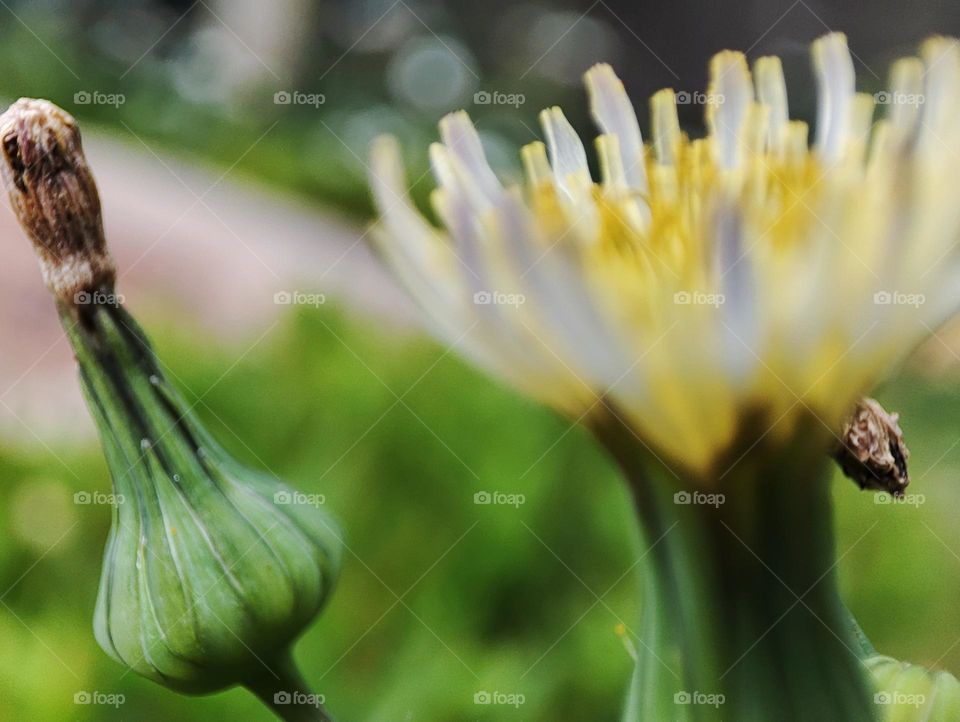 Dandelion flower, blooming