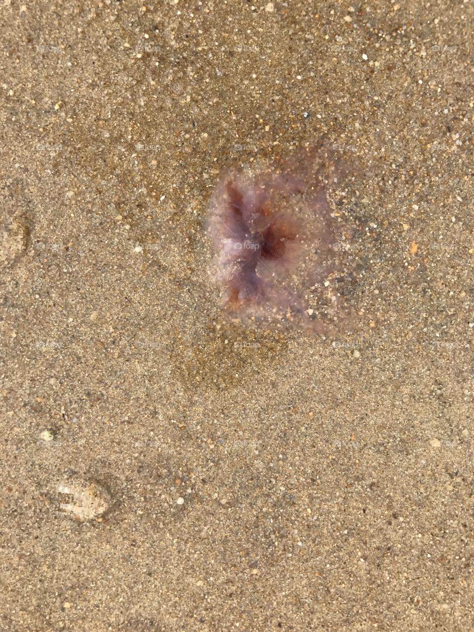 Jellyfish 