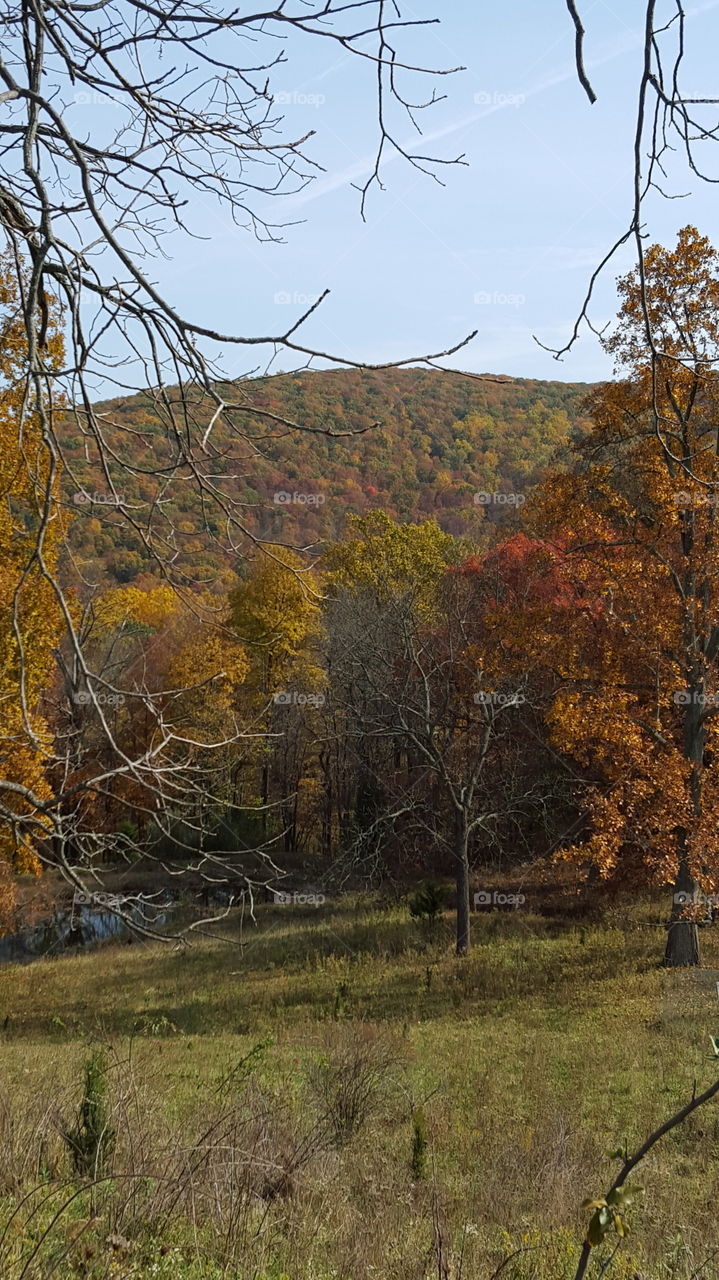 Fall, Landscape, Tree, Wood, No Person