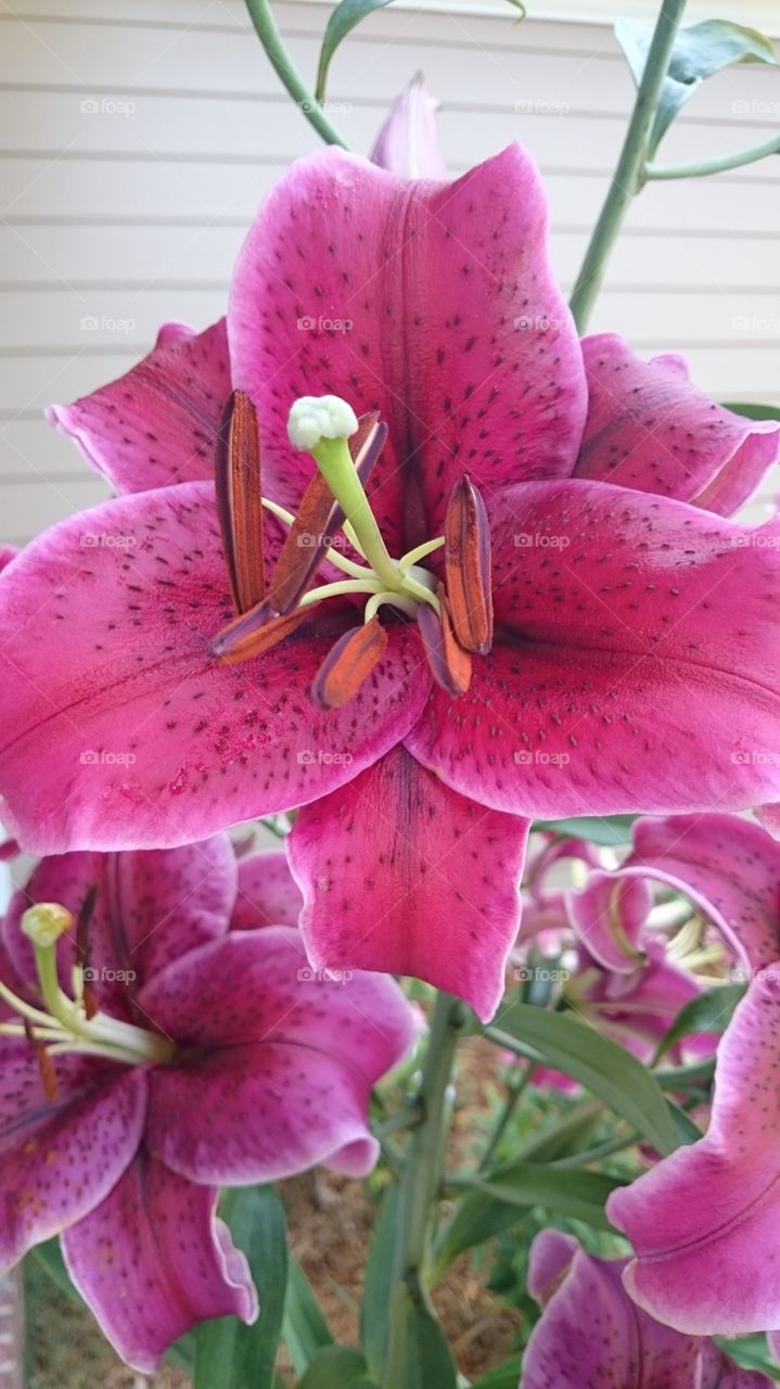 lily. Beautiful deep pink lily