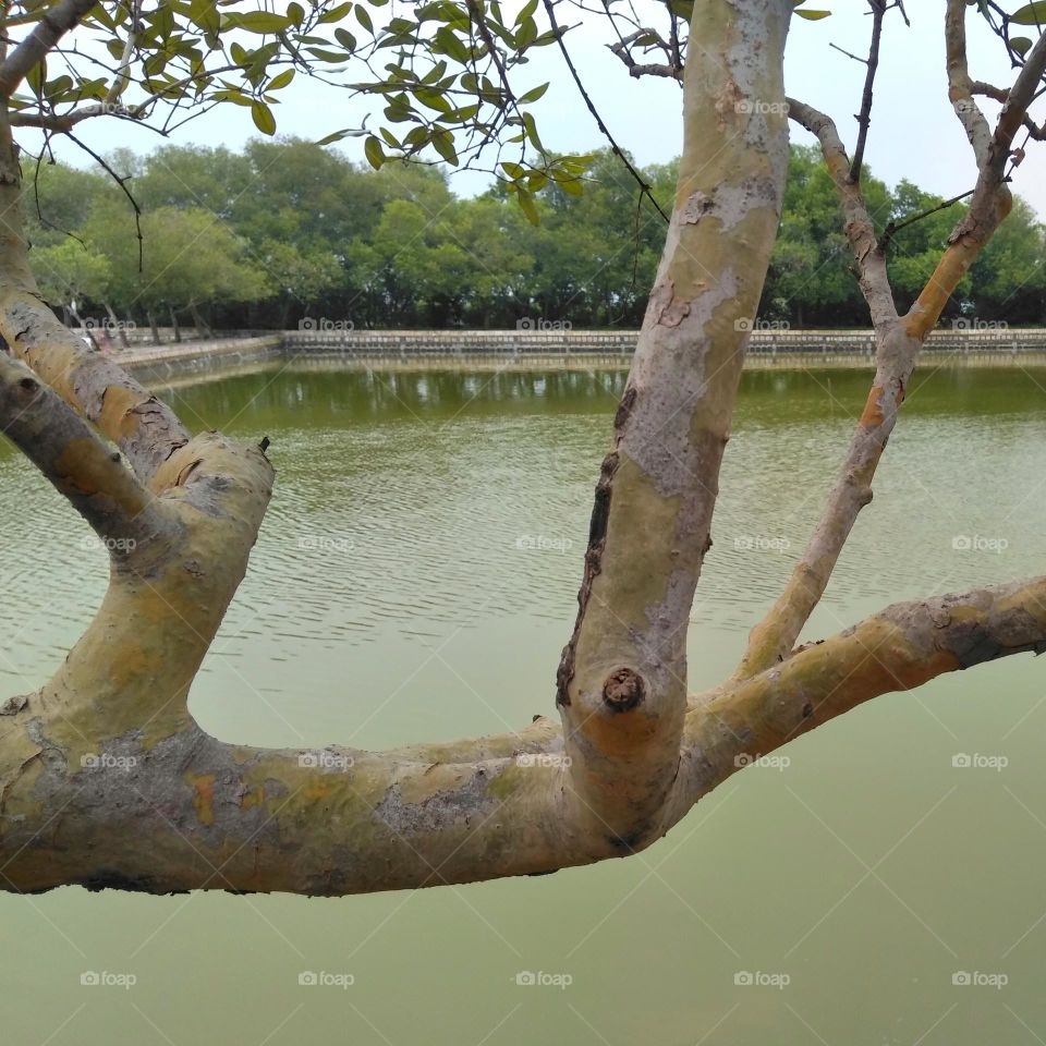 Triangle shape on tree branch