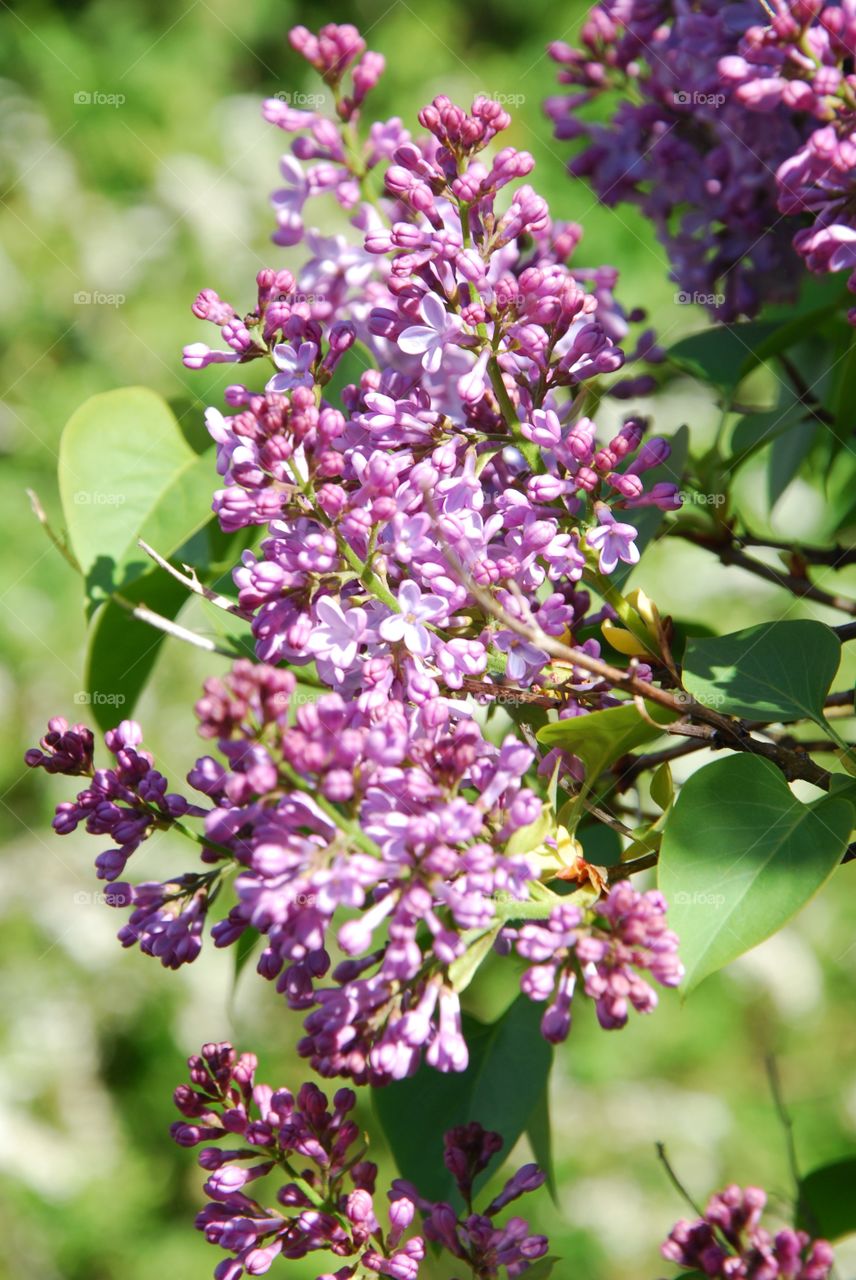 Purple lilacs blooming