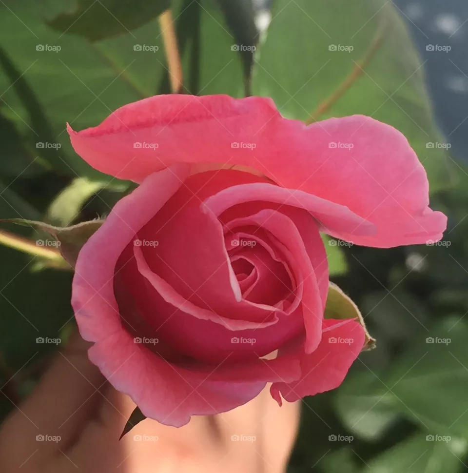 Rosebud 