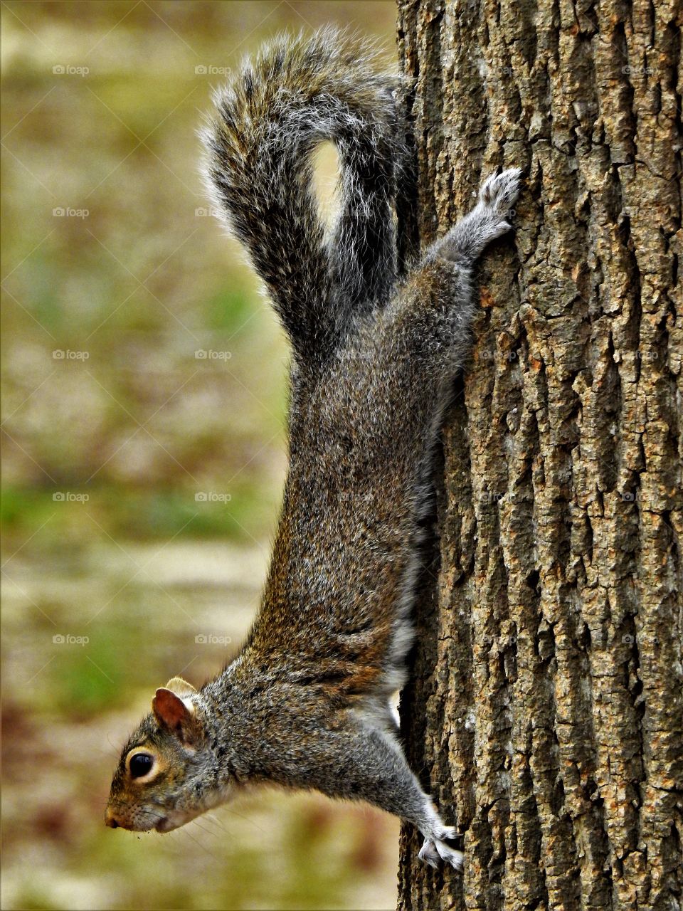 Squirrel