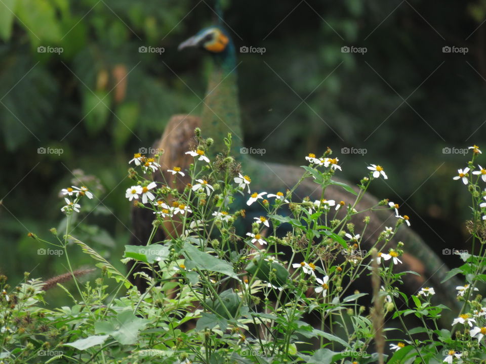 Flower, No Person, Nature, Outdoors, Leaf