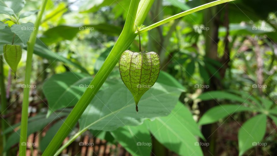 ciplukan fruit(morel berry)