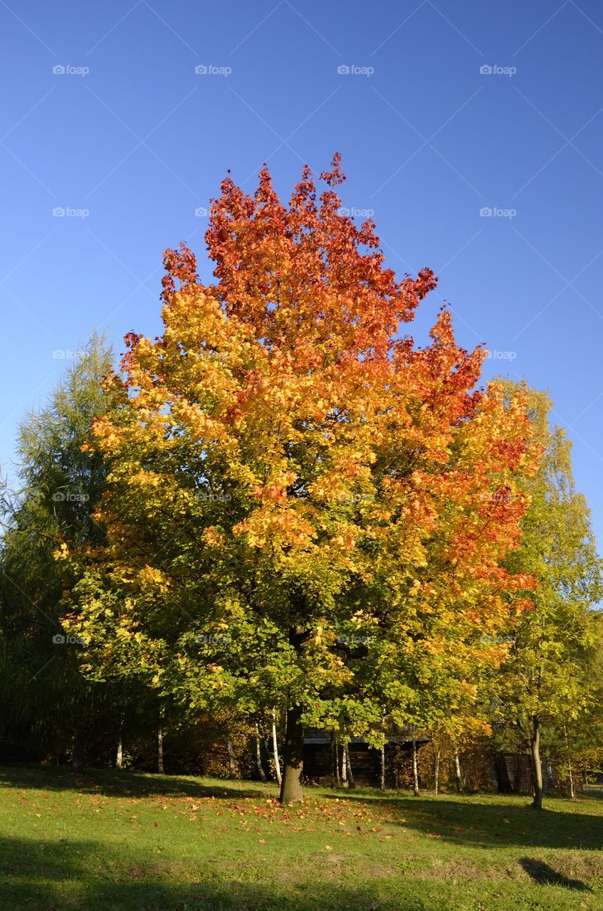 Colorful autumn tree