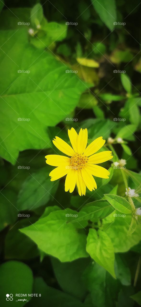 A common yellow daisy like wild lant that holds the beauty of the entire universe within it