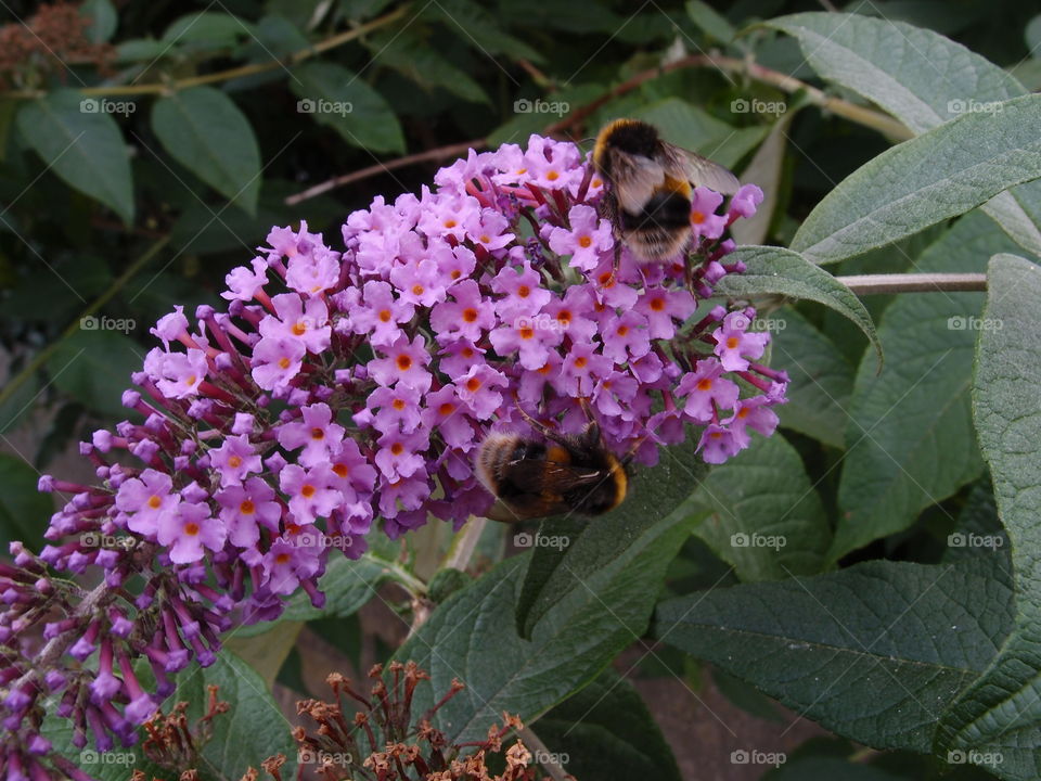 Bright big bees pollinate beautiful little purple flowers bunched together on a plant with large green leaves in a garden on a sunny day. 