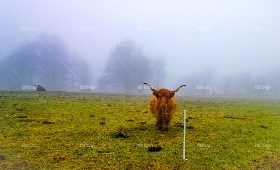 Big bull. Bull in the morning fog