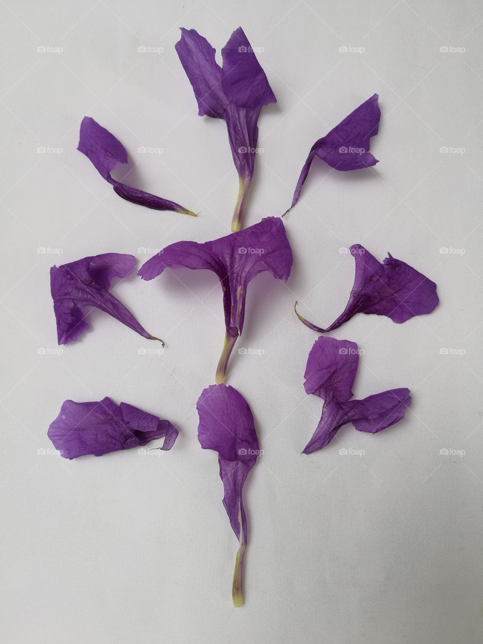 violet petals