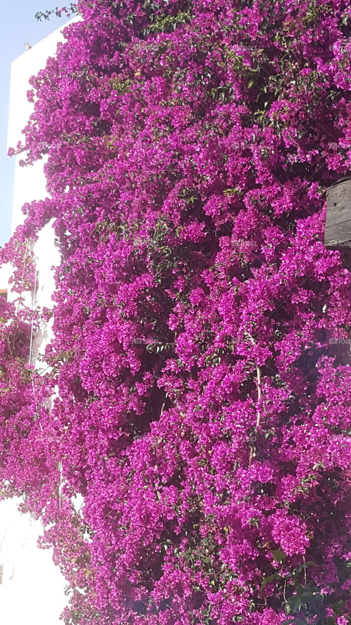 bougainvillea