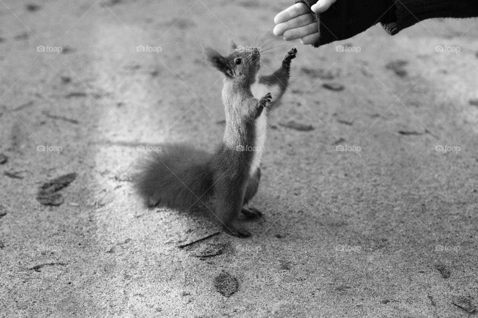 Warsaw’s curios squirrels 