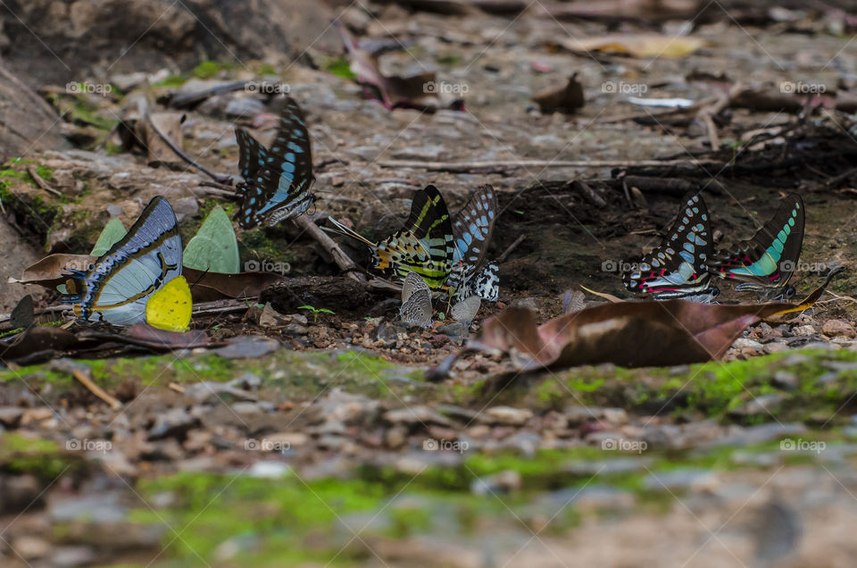 colourful butterflies