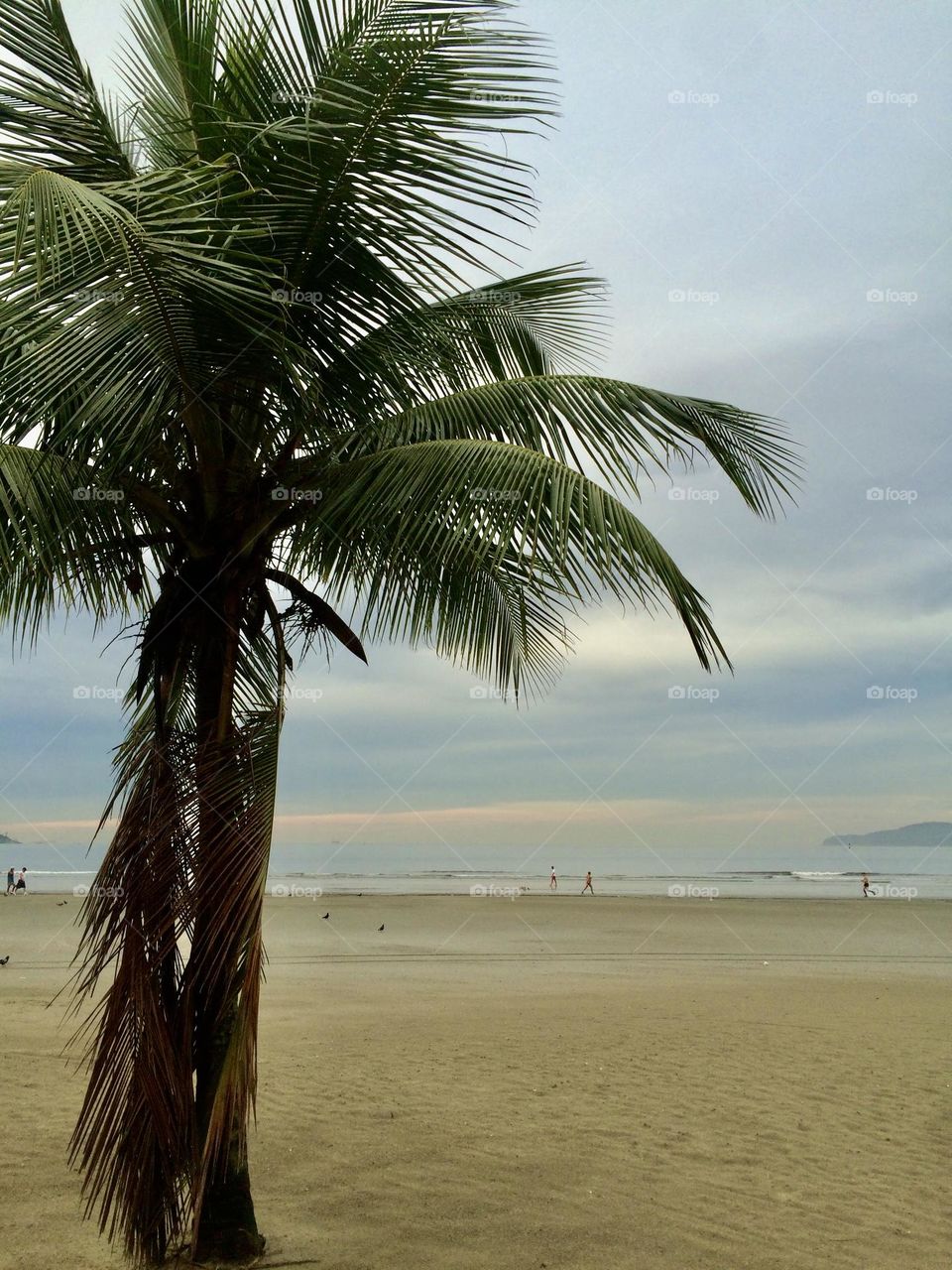 🇺🇸 A solitary coconut tree on the beach of Santos, coast of Brazil. Long live nature and its beauty! / 🇧🇷 Um solitário coqueiro na praia de Santos, litoral do Brasil. Viva a natureza e a sua beleza!