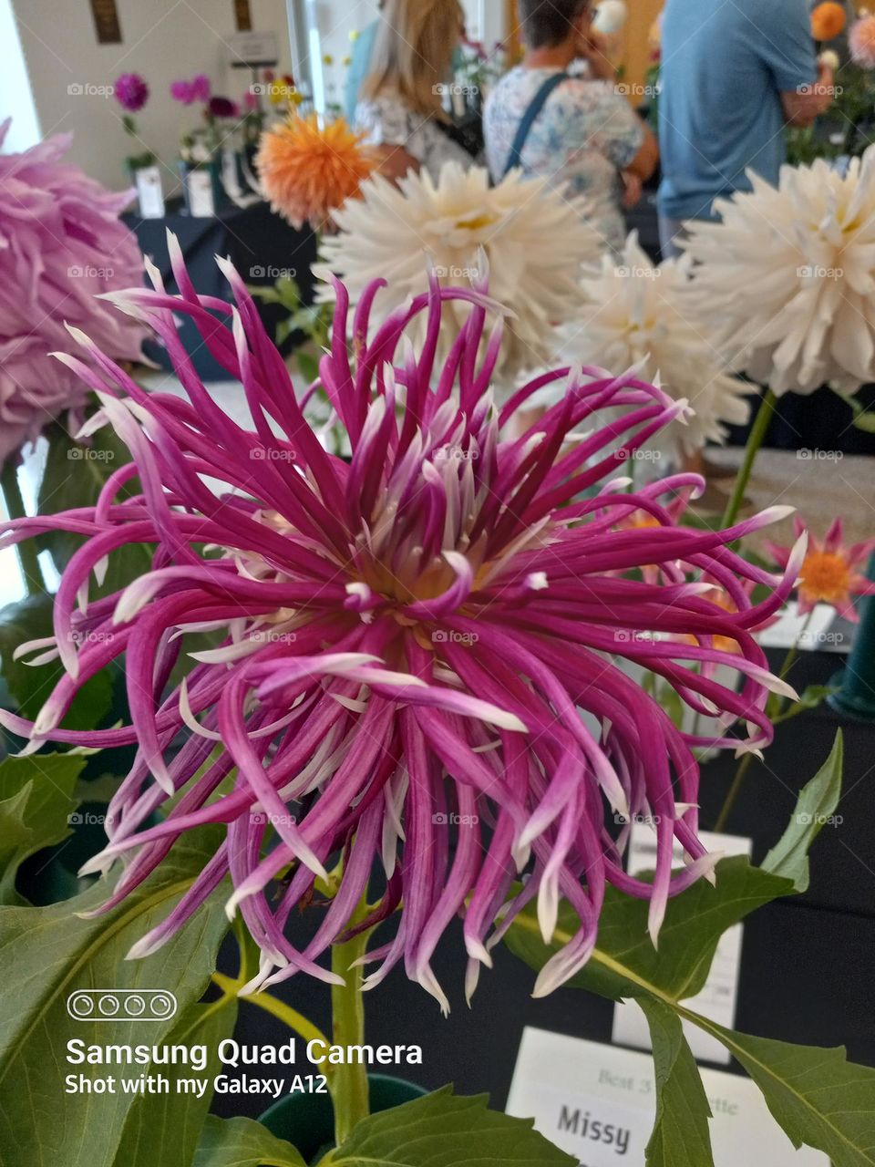 dahlia at Frederick Meijer Gardens, showing off of course