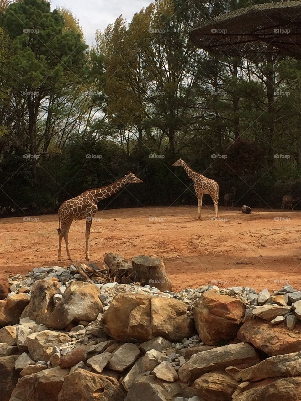 2 Zoo Giraffes