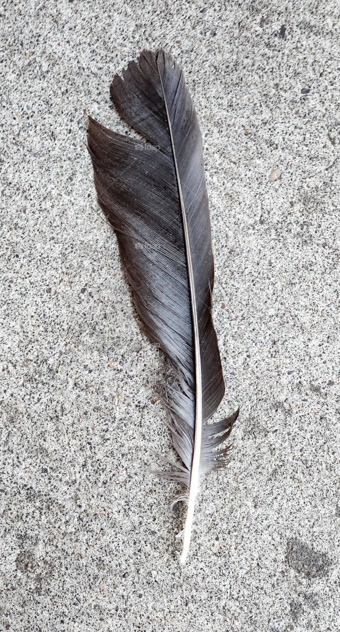 dark gray bird feather lying on gray concrete outdoors in an Oregon shopping center