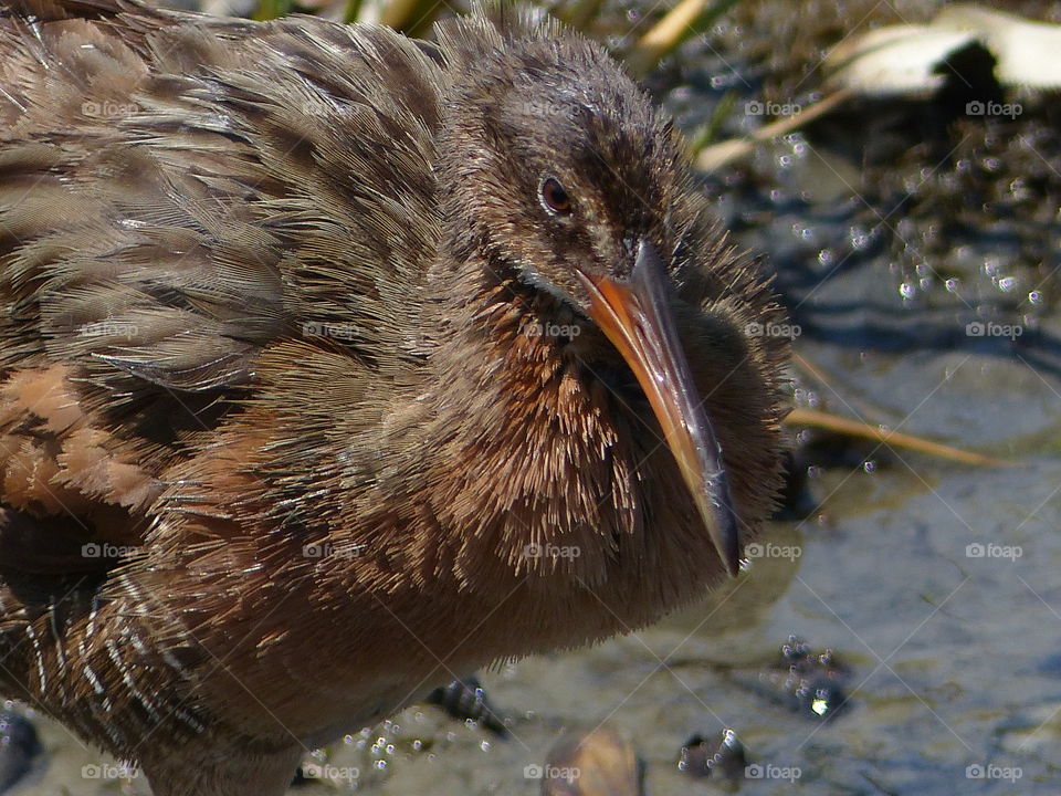 California Clapper Rail #8