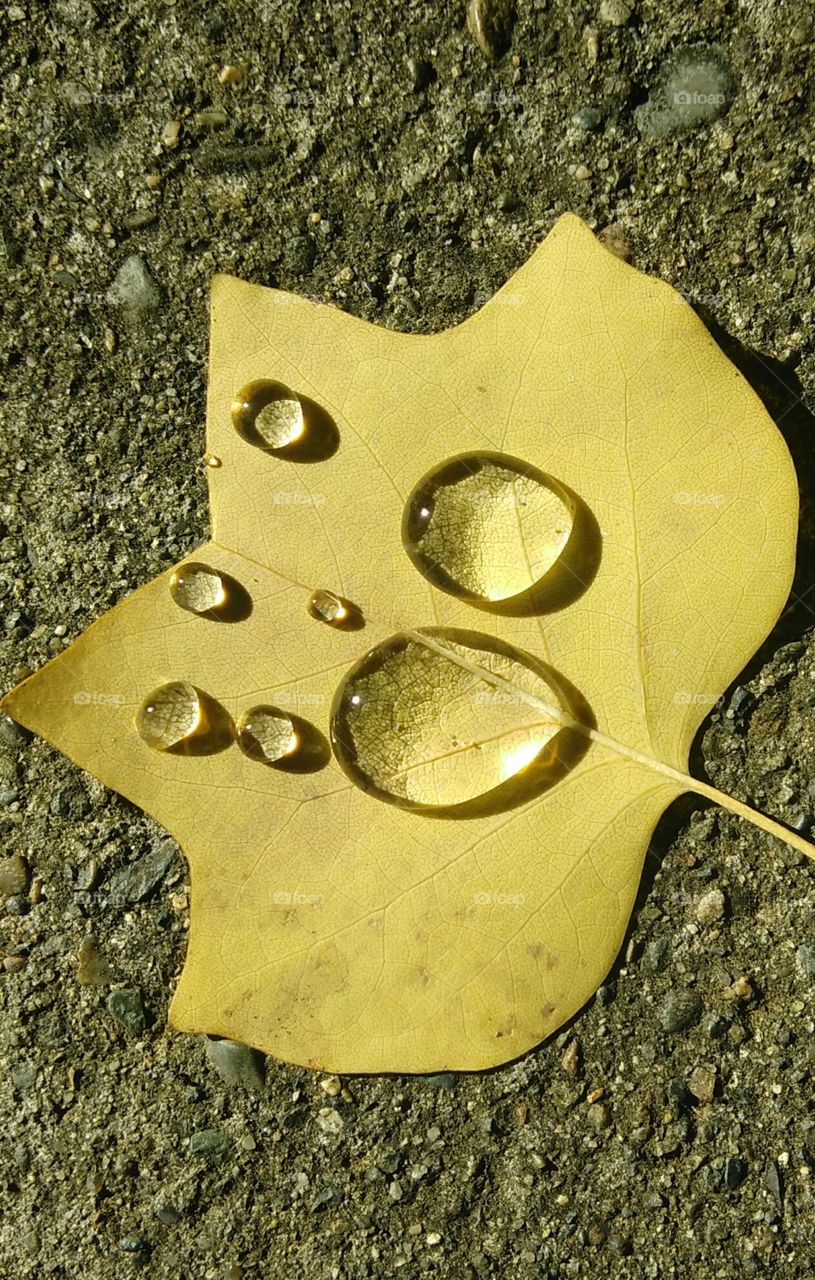 water drops on a Falling Leaf laying on the concrete
