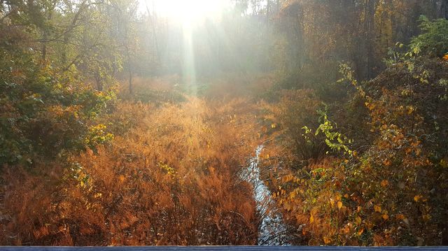 Sunlight on fall trees
