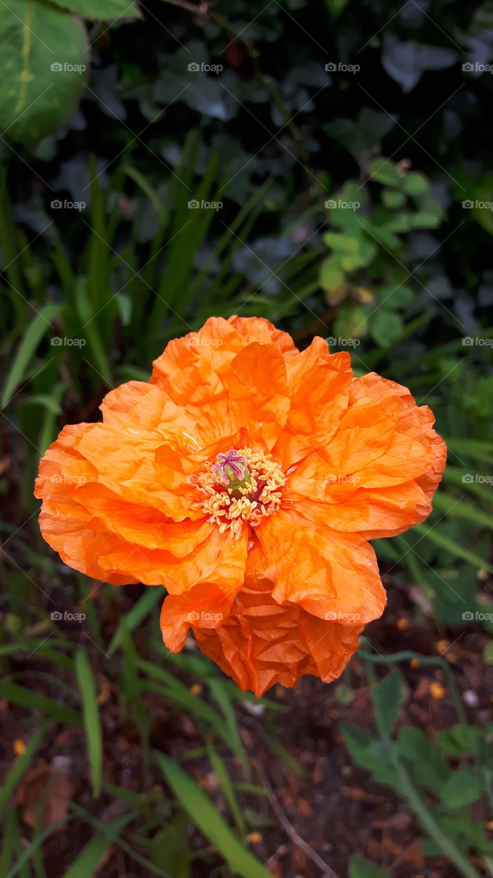 Orange Poppy in Bray co Wicklow