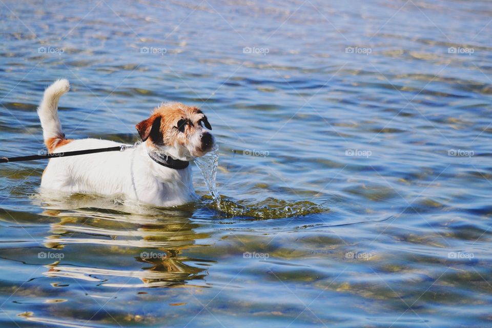 Water, Animal, No Person, Dog, Pet