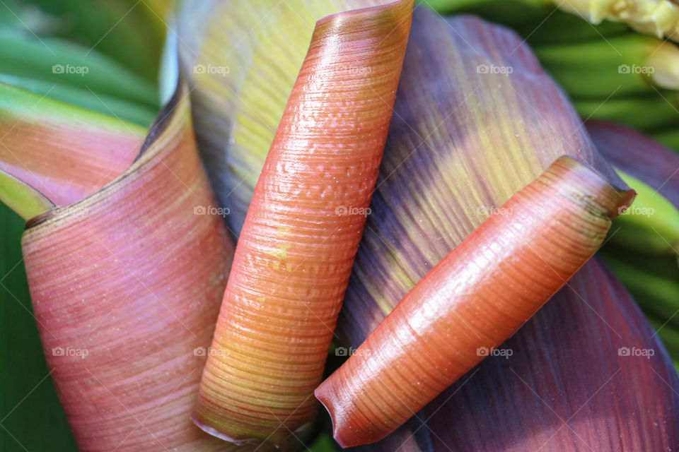 Close-up of bananas leaves