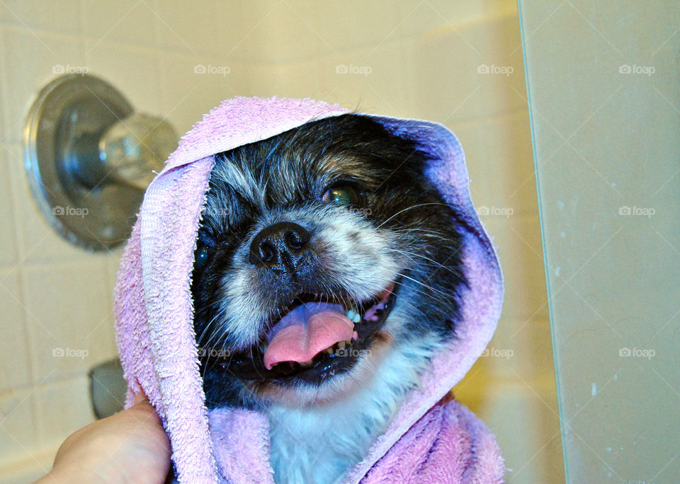 Happy Pekingese dog just had a refreshing bath with towel over head