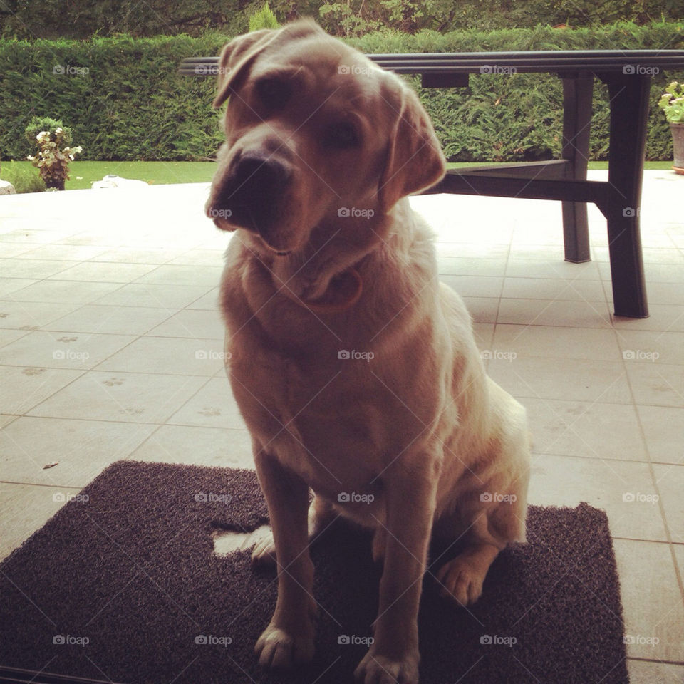 dog retriever labrador sit by anorbika