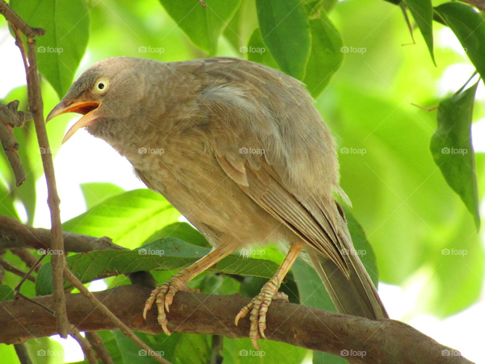 Jungle babbler bird or (Turdoides striata) or beautiful seven sisters or angry bird