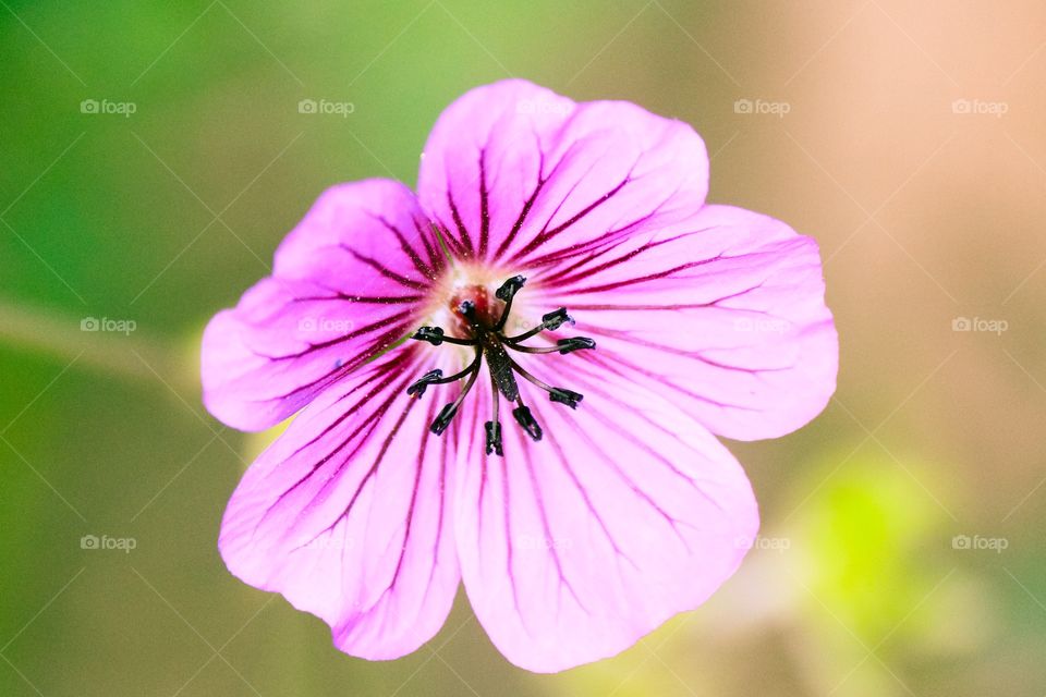 Pink flower blooming at outdoors