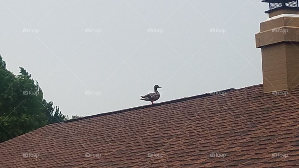 Duck on roof