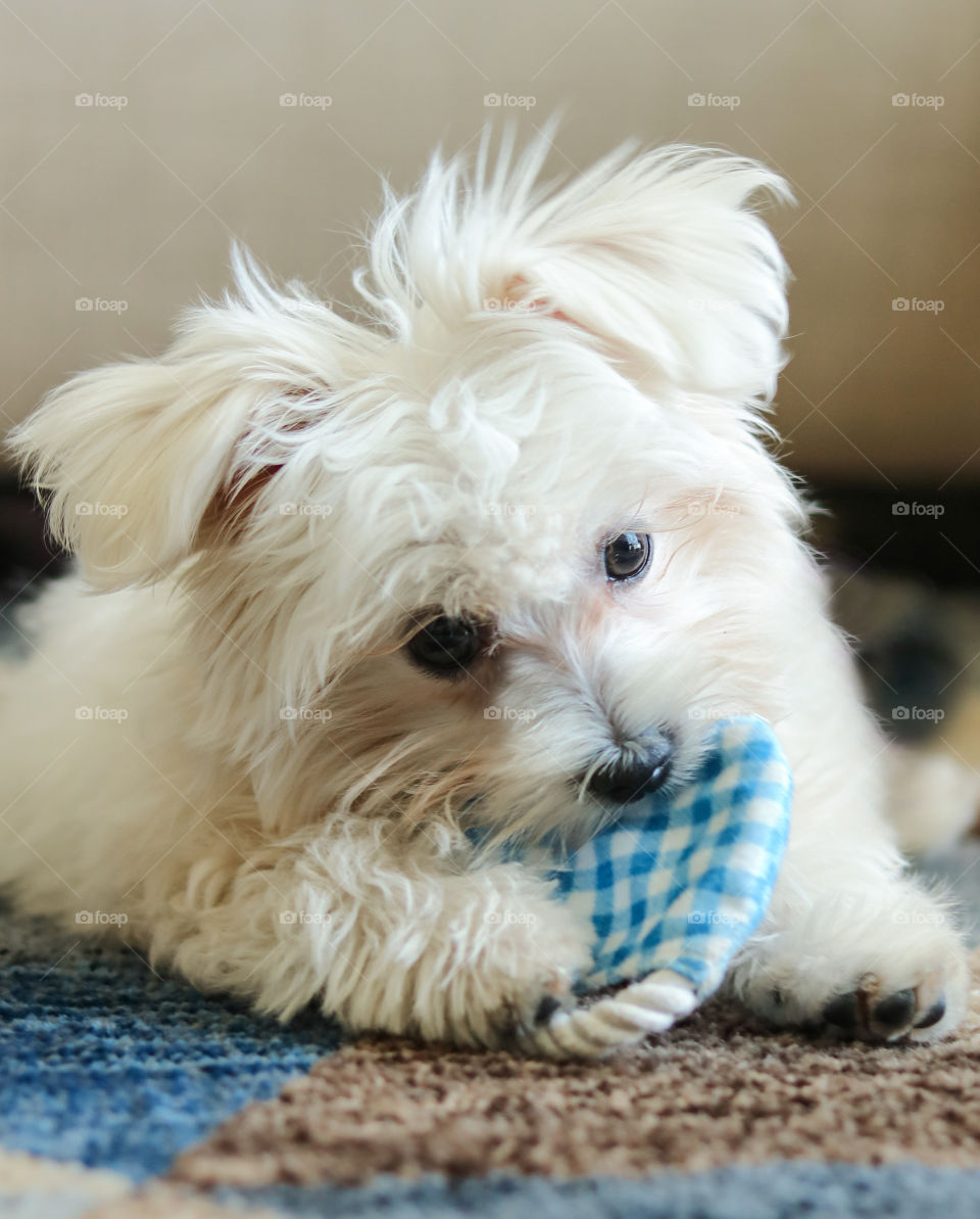 Puppy Playing