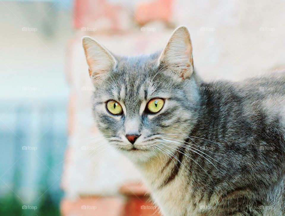 Portrait of a yellow eyed cat